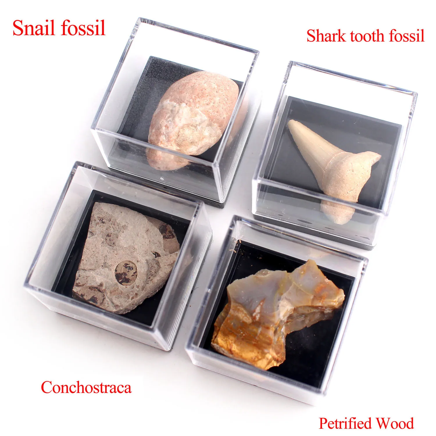 

20pcs Natural Animal Fossil With Box Minerals Specimen Biology Geography Teaching Sample Collection Stone Rock Mini Cute Decor