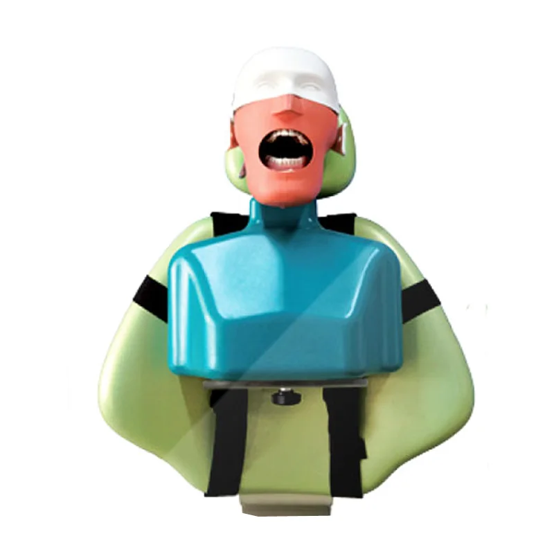 Стоматологическая образовательная модель манекеновая фантомная головка Sennior