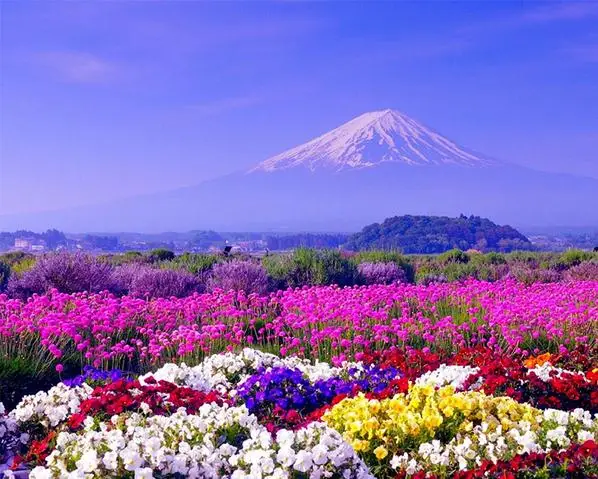 Div 5D Япония Fuji Горный пейзаж цветной цветок полностью Алмазная краска наборы для