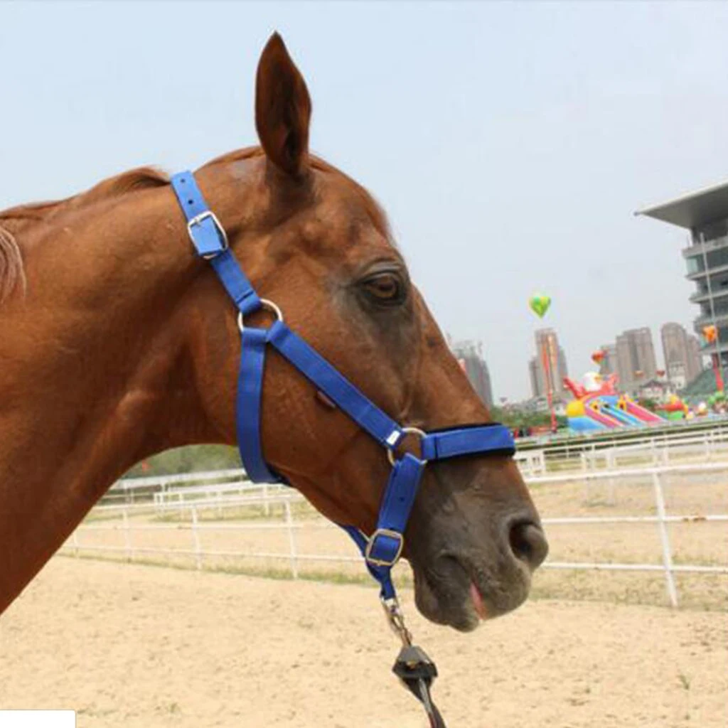 

Adjustable Webbing Equestrian Horse Halter Horse Riding Wear Adjustable Horse Halter Outdoor Racing Woven Belts Bridle