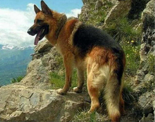 Полная новая Алмазная вышивка 5D Shepherd, алмазная картина для домашних собак, новая вышивка, 3D прекрасная мозаика Hond, бриллиант для фотографий, декор 4Jh49 - Цвет: Pet dogs Shepherd