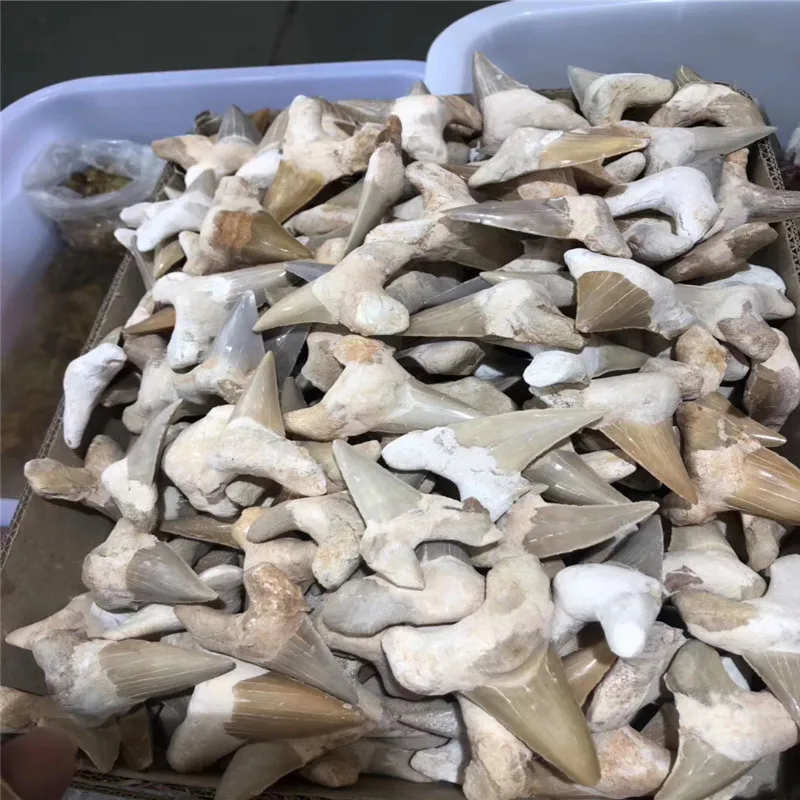 

3.5-4cm Natural animal Morocco fossil shark tooth fossil mineral specimen as a gift, decorative pendant free shipping 1pc