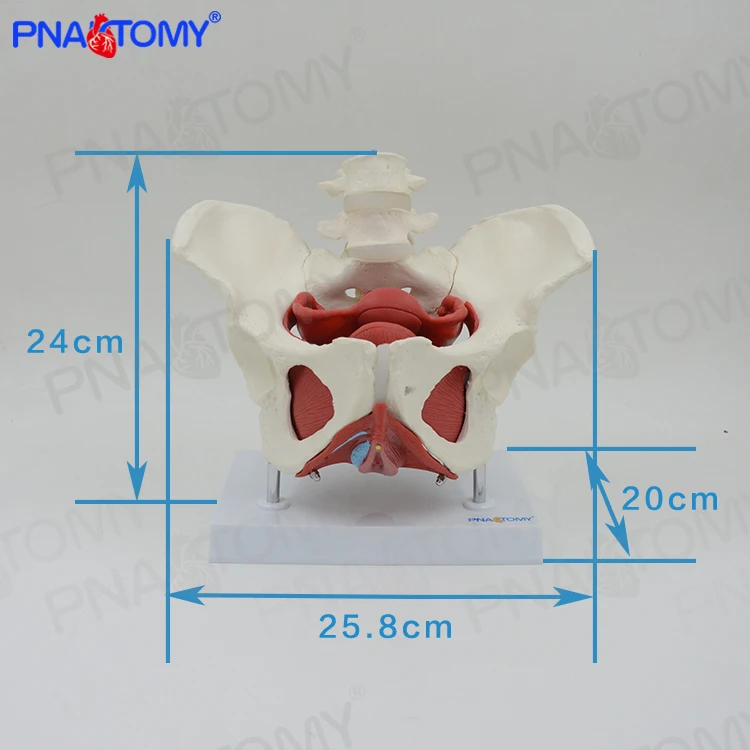 Adult Female Pelvis with Muscle Organs Pelvic Floor Muscle Model PNT-0589-3B Life Size PVC Medical Science Anatomical Model