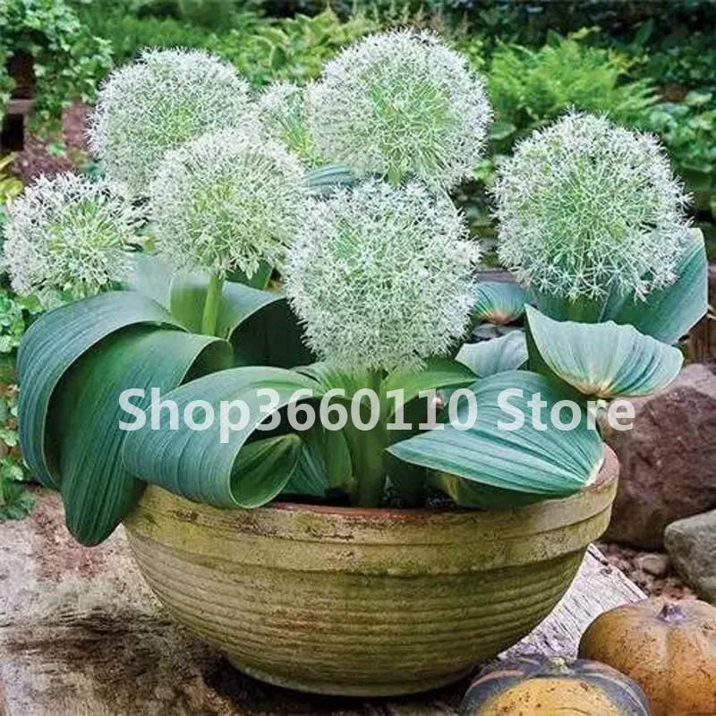 5 100 шт./упак. Seedsplants Giant Allium Giganteum красивый цветок-бонсай садовое растение в уровень почкования 95% редкий цветок для малыша - Цвет: 5