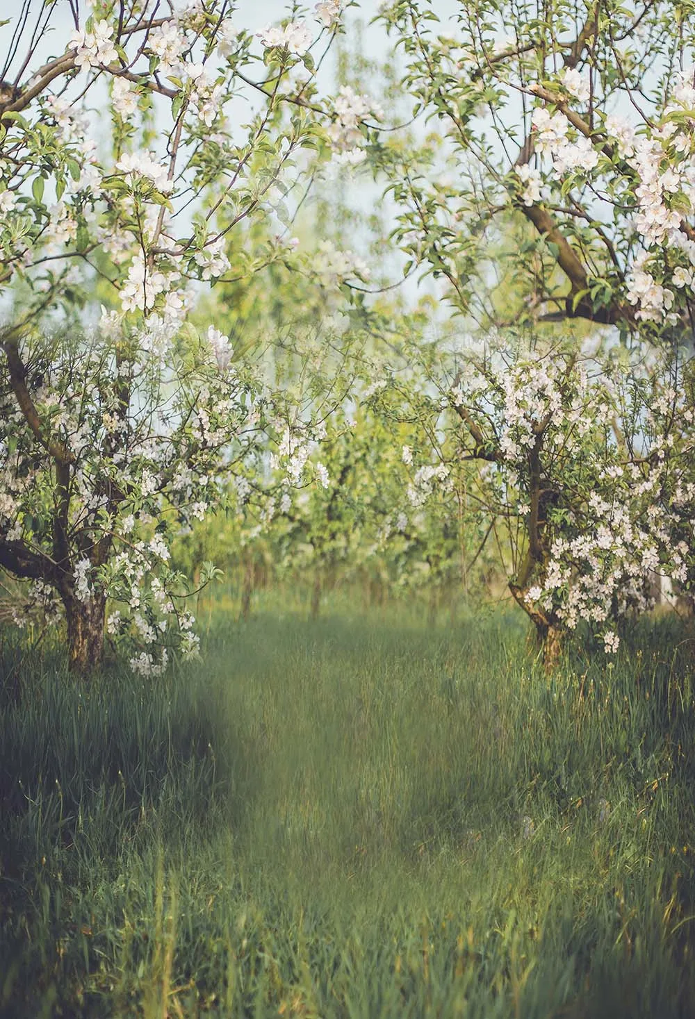 Весенняя фотография Фон цветущее дерево цветы детский портрет индивидуальные