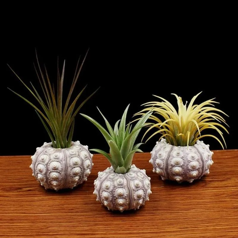 Натуральный морской еж ракушка улитки 5-8 см украшение для аквариума стола ананас