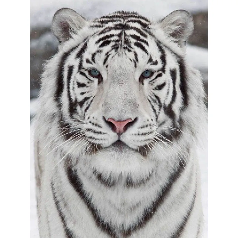 Набор для алмазной вышивки сделай сам картина с изображением черного белого