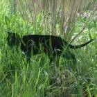 Акриловая скульптура для сада, черная кошачья силуэтка, украшение для двора, сада