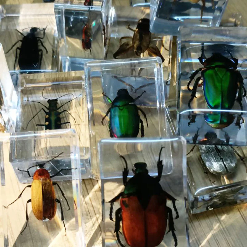 Прозрачный образец насекомых из смолы Обучающие настольные украшения для дома