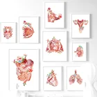 Настенная картина с изображением цветов, груди, матки, печени, почек, постеры на холсте в скандинавском стиле, декоративные картины для врачей и офиса
