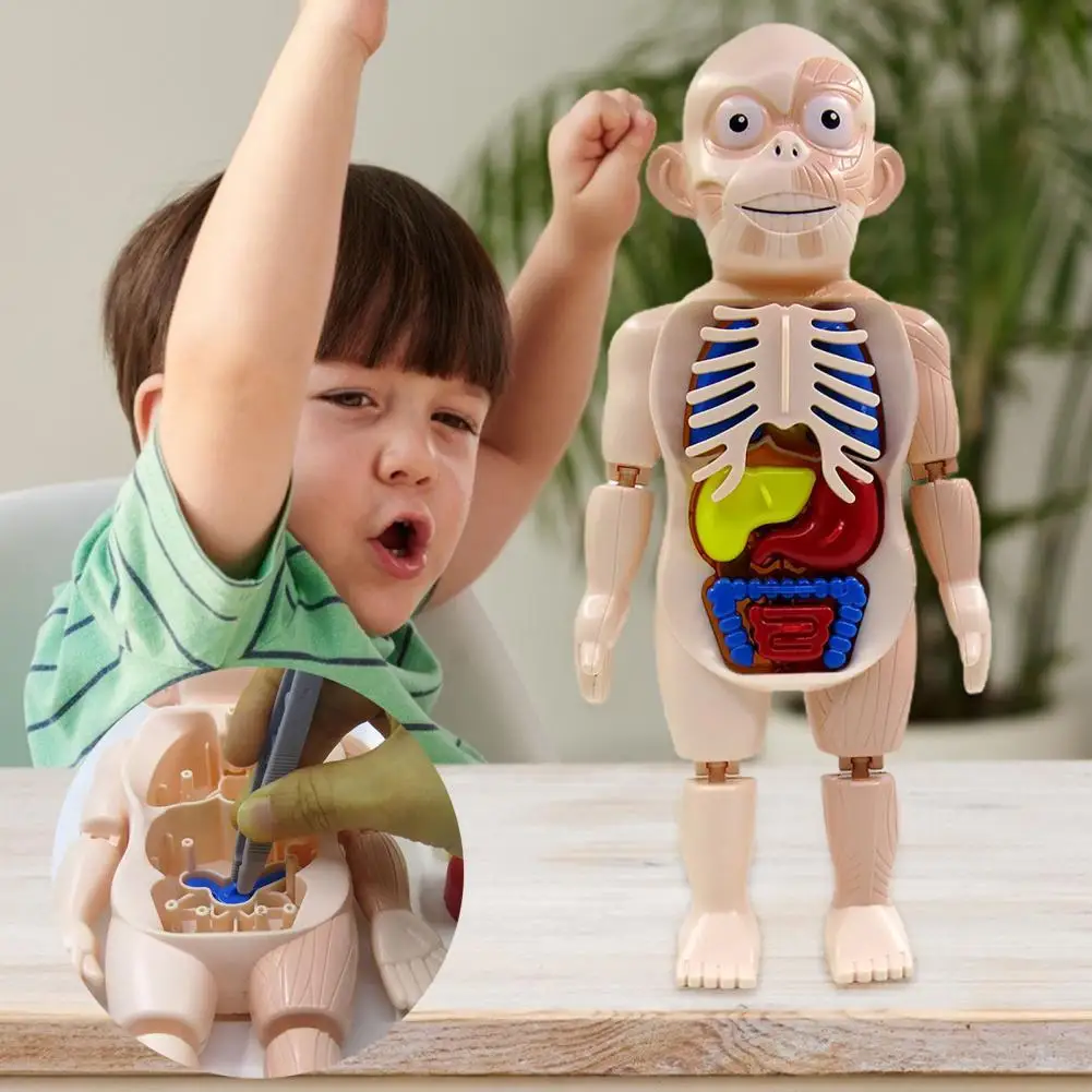 

Модель человека 18 шт./компл., съемная развивающая игрушка, пластиковый вращающийся орган, сборная игрушка для детей