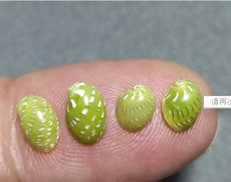 10 шт. в партии маленькие морские ракушки для аквариума украшения натуральные