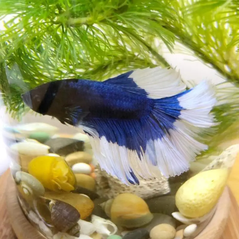 Небольшой офисный стеклянный аквариум бамбуковое основание мини украшение