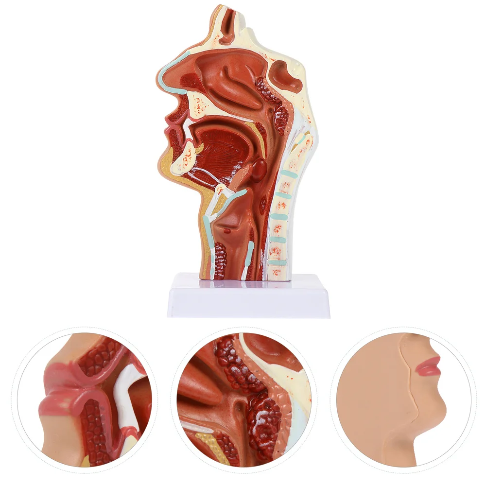 1 шт. модель носовой полости фармацевтическая для носа и горла обучающая модель| |