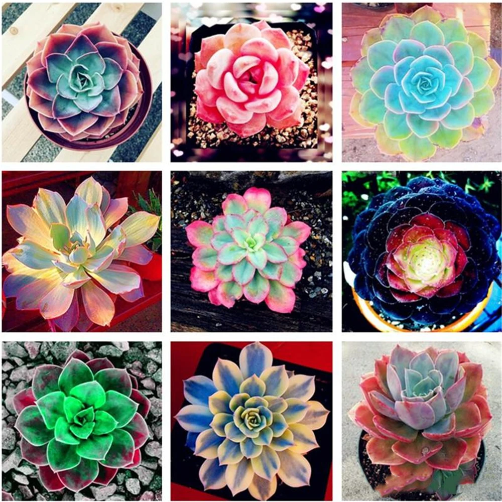 

100Pcs Nature Colorful Succulent Plant Seeds Garden Home Furniture Fleshy Rose Cactus Flower Wood Bathroom Cabinet TF9-S1