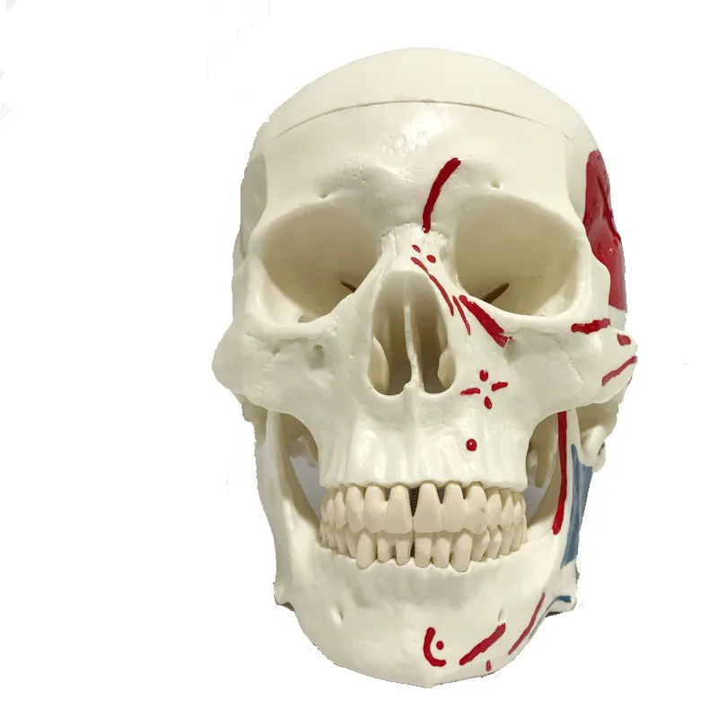 Medical Adult Realistic Skull Model Color Skull Skeleton Teaching Tool Removable Dental Appliances Medical Demonstration Props