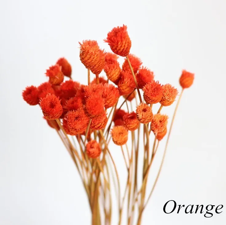 

50pcs Flower Brazilian Natural Dried Flower Bouquet Home Decor Real Flower Diy Flower Arrangement Eternal Flower Shooting Props
