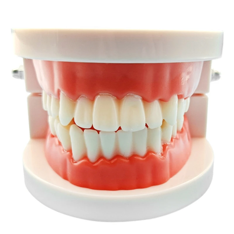 

Dentures Dental Teeth Teaching Model Adult Gums Standard Demonstration Tool Applicable Kindergarten Brushing Teaching