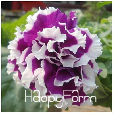 12 Лимонный ломтик Superbells calibachoa Petunia годовой цветок бонсай, 100 шт в упаковке, 24 цвета на выбор,# ZZSOIT - Цвет: 12