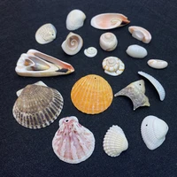 10pcspack natural shell pendant beach conch shell beach decoration shell home wedding decoration fish tank wind chime charms