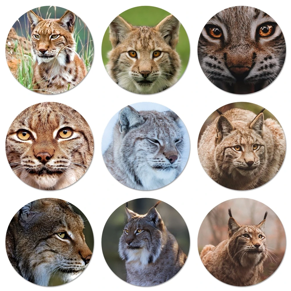 58mm Iberian Lynx A Most Small Big Cat Refrigerator Magnet Bottle Opener Beer Coke Sue Bottle Opener