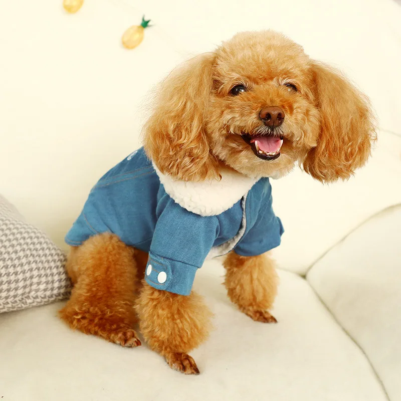 С милыми буквами питомец маленькая собачка кошка джинсы джинсовый пиджак зимний