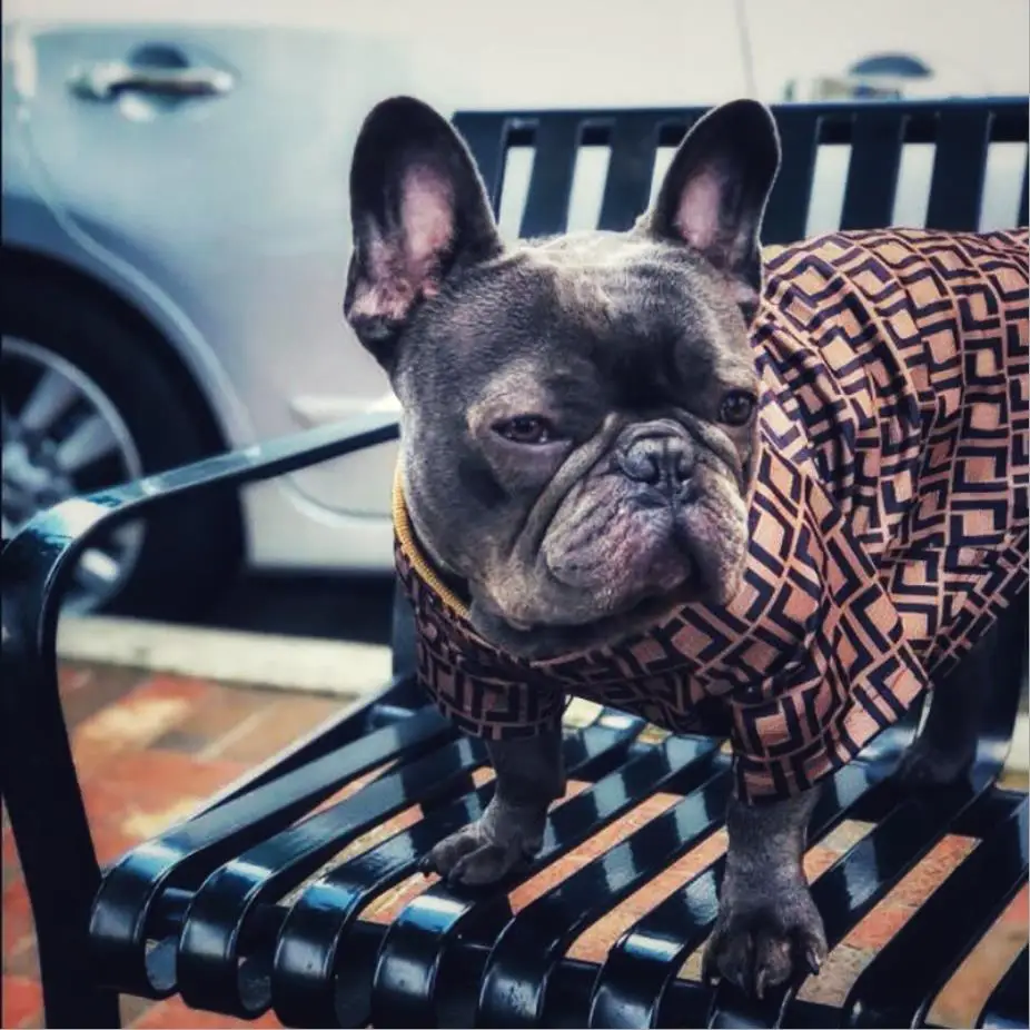 

Роскошная Одежда для собак, дизайнерские футболки для собак, модные костюмы CW901