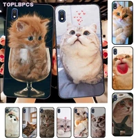toplbpcs cute cat kitten soft phone case capa for samsung a10 20s 71 51 10 s 20 30 40 50 70 80 91 a30s 11 31