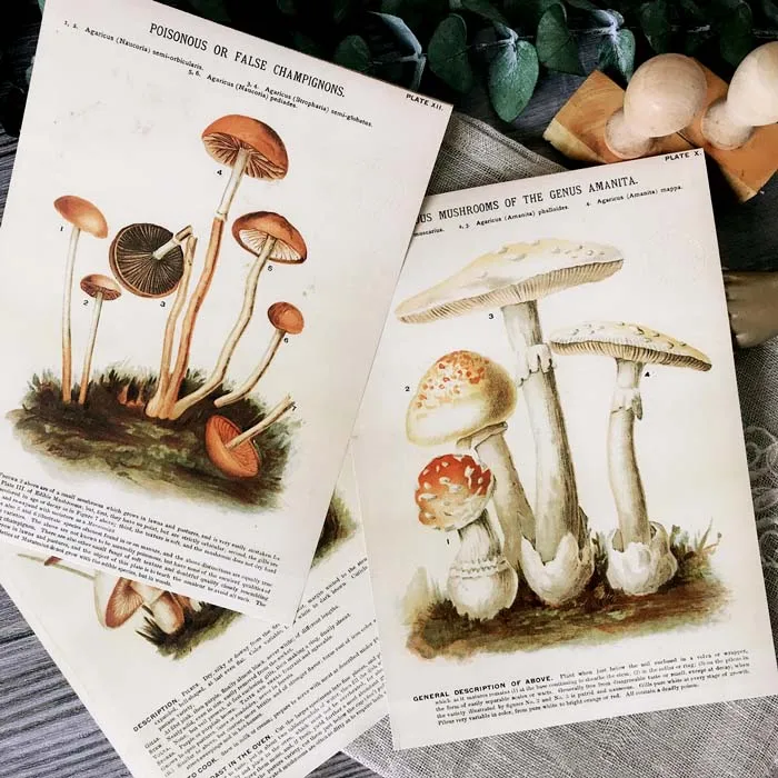 

Old Mushroom Plant Chart Material Paper Junk Journal Planner Craft Paper Scrapbooking Vintage Decorative DIY Craft Photo Albums