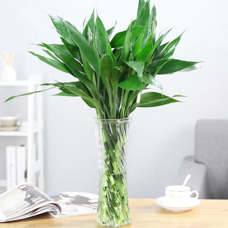 Гидропонное стекло большая Цветочная ваза зеленые растения квадратный