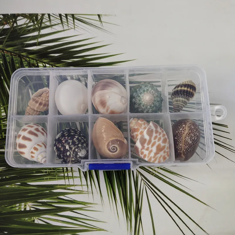 Новинка 10 шт./кор. натуральный название раковин мини раковины кукурузы винтовые