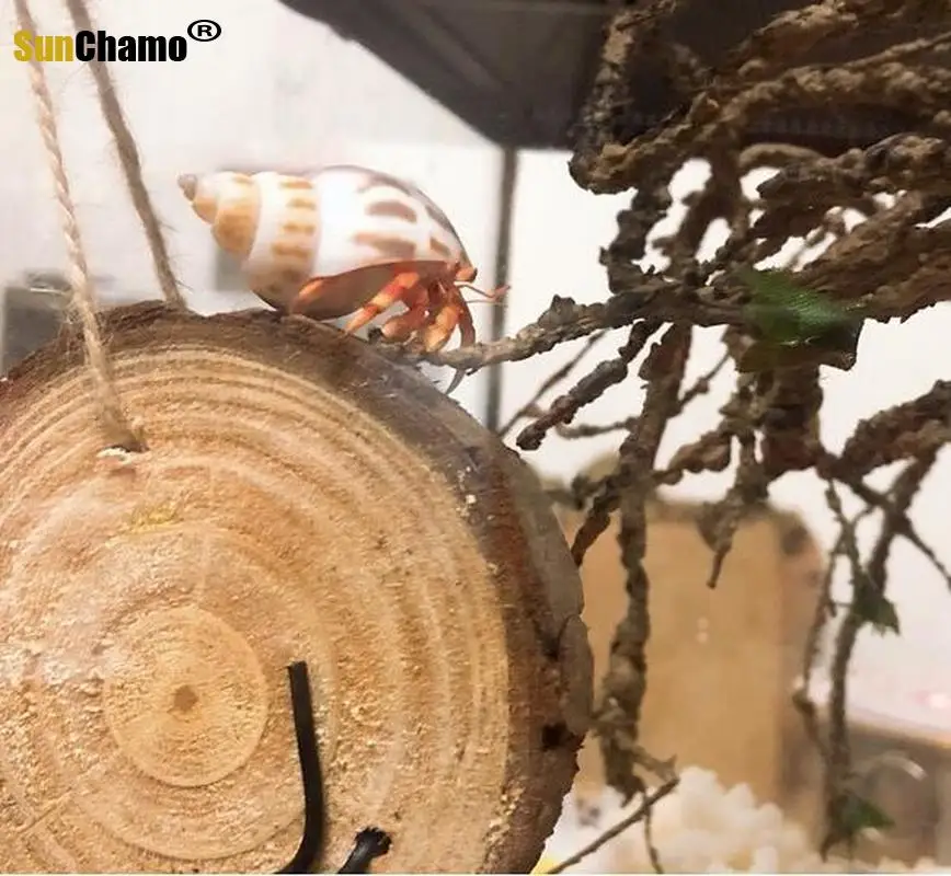 Спиральный корпус аквариум для рыб Crabs украшение аквариума натуральный раковины