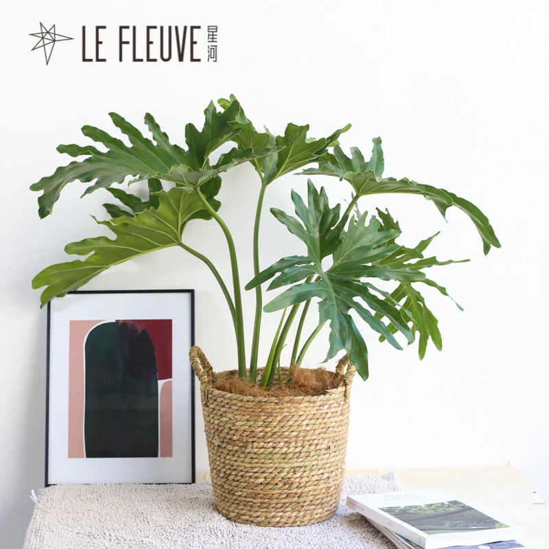 Соломенная Корзина для растений водонепроницаемая соломенная корзина хранения