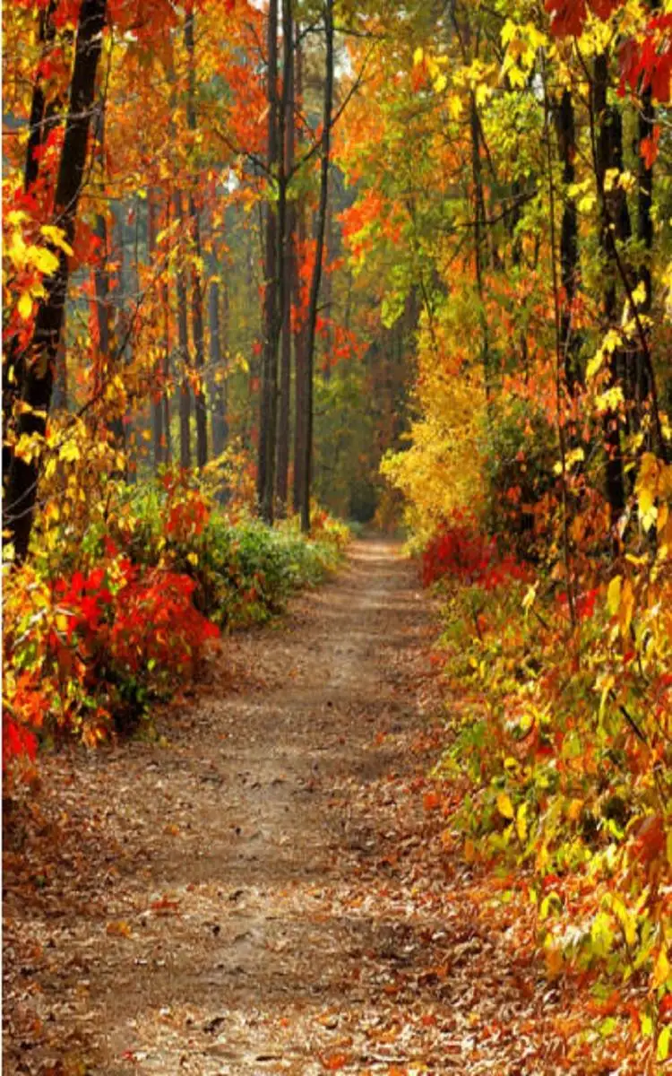 Тканевый фон для фотосъемки с изображением осенней лесной дороги 3x5 футов 90 см x 150