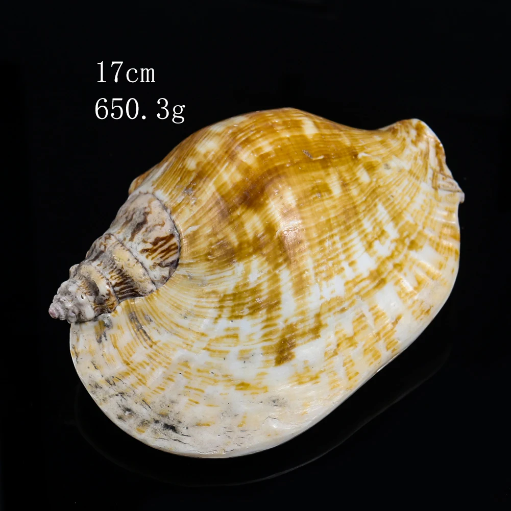 

14-16cm Natural Large Ear Conch Snail Seashells Craft Collectibles Wedding Nautical Home Decor Fish Ornament Aquarium Decoration