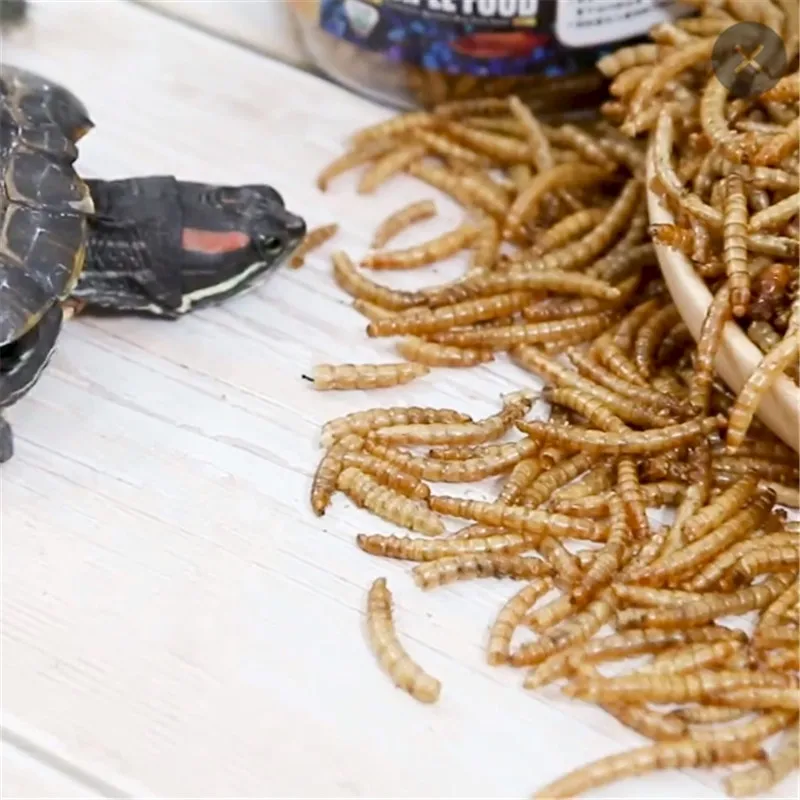 Сушеный аквариум 500 мл Mealworm пруд для аквариума рептилии дикая птица еда хомяк