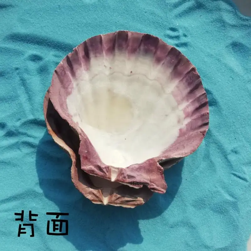 13 15 см толстый большой гребешок ракушки украшения дома Реквизит фотография блюдо