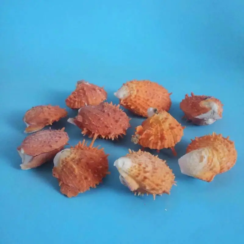 Ракушки из натуральных ракушек ракушки для пляжа декор стола сделай сам пляжные