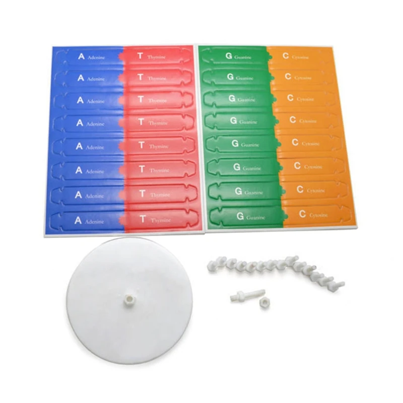 03KD человеческая ДНК-модель игрушки для детей 3D ДНК-конструкция головоломка