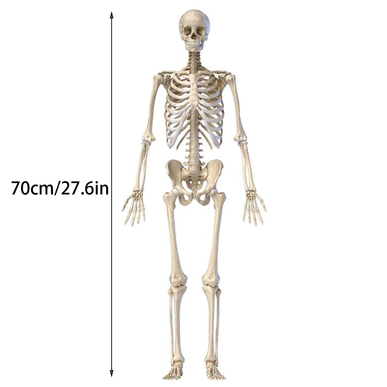 Halloween Skeleton Human Bone Material Seven Adjustable Joints Can be Suspended from Ceiling Suitable for Prank Themes | Дом и сад