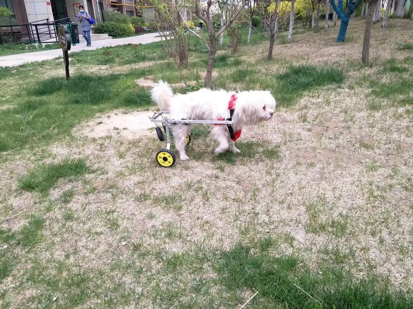 Инвалидная коляска для домашних животных/парализованная инвалидная