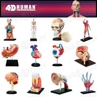 4d master human anatomical models diy toys body anatomy educational tool brain heart skeleton ear torso hand nose knee joint eye