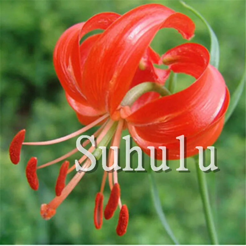 100 шт искусственная лилия | Дом и сад