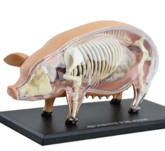 

4D Master pig specimen anatomy model static sow organ skeleton assembly model teaching AIDS for primary and secondary school stu