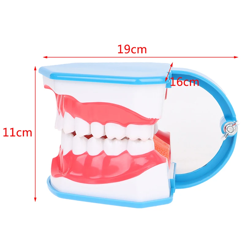 

6 Times Standard Dental Teaching Model Study On The Structure Oral Teeth Dentist Educational Demonstration Tool Brushing Teeth