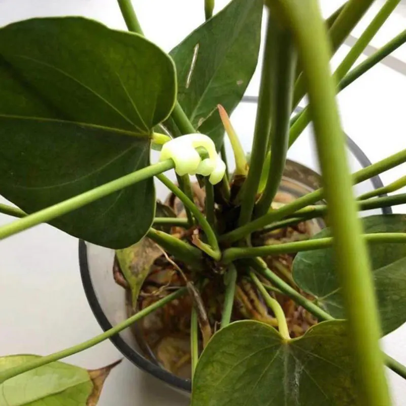 

5/10Pcs Bend The Plant Clips 90 Degree Plant Bender for Low Stress Training and Red Plant Training Curved Plant Holder