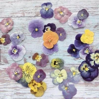 60pcs pressed dried viola tricolor l flower plant herbarium for jewelry postcard bookmark invatation card diy making