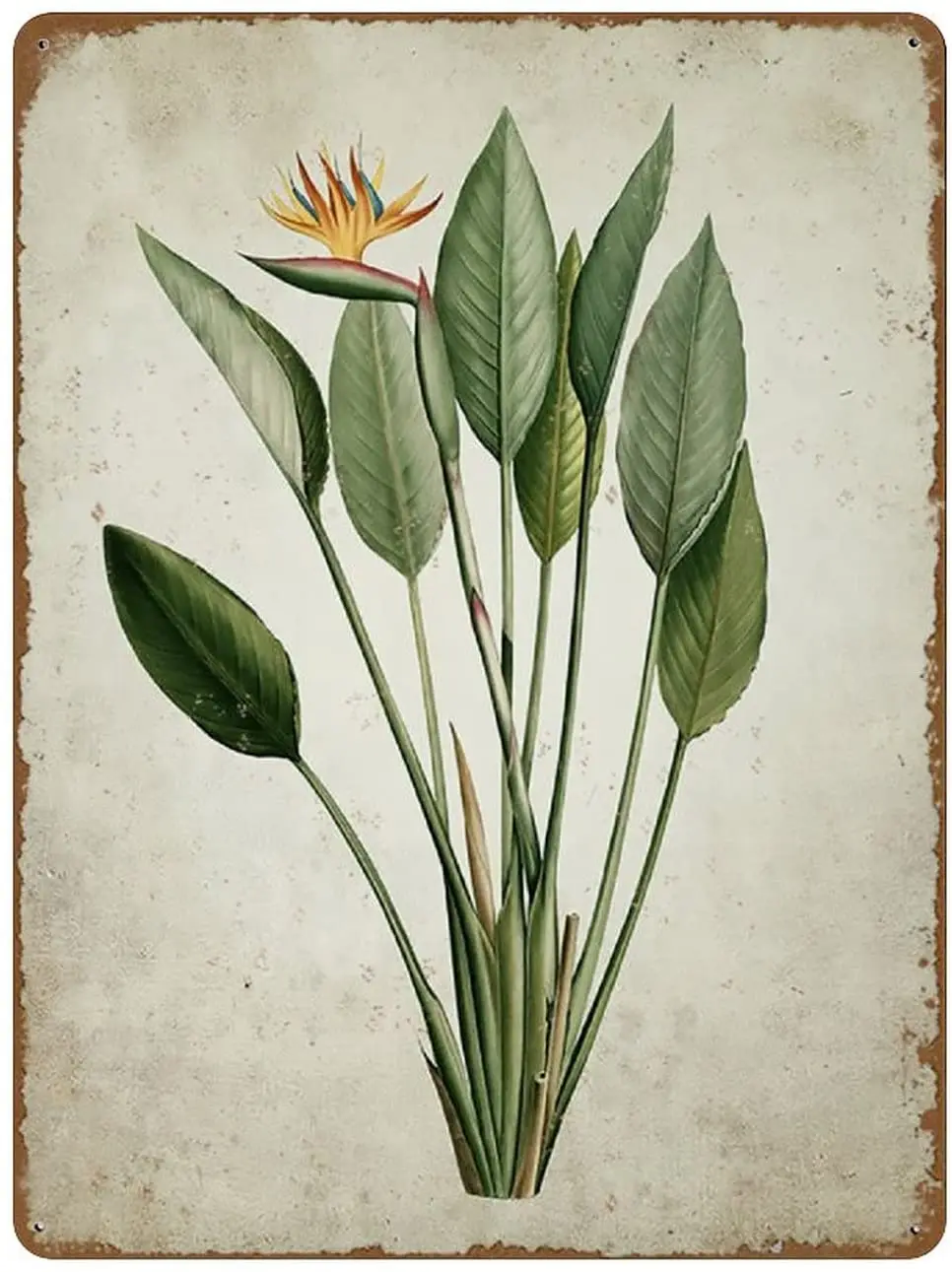 

Botanical Print Bird of Paradise Print Home Decor Bird of Paradise Flower Botanical Print Printable Art Novelty Tin Metal Sign