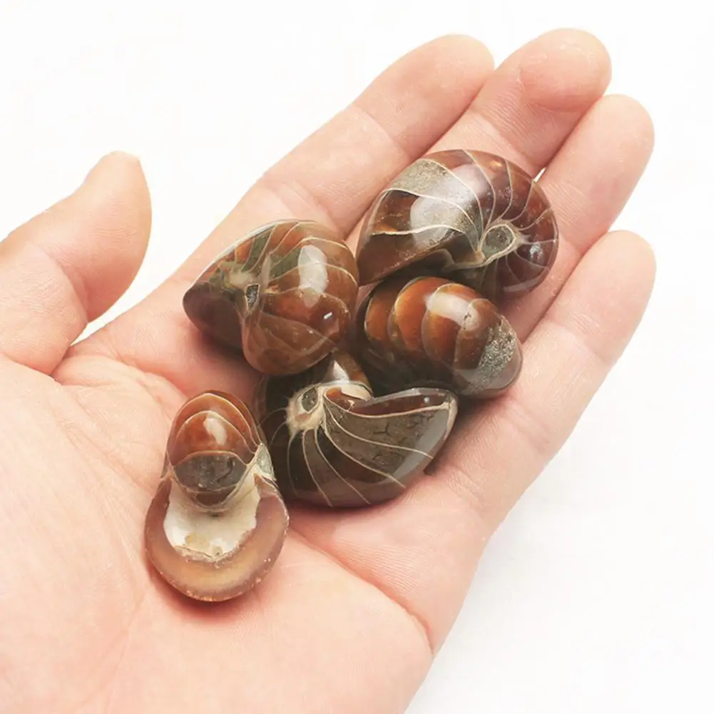 

Natural Conch Fossil Rough Stone Iridescent Ammolite Pendant Necklace Craft Decor Specimen Fossil Stone Facet Madagascar Ho G4X2