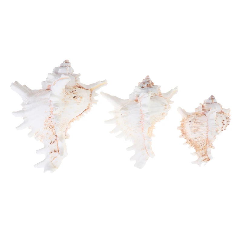 

Conch Shell Furnishing Marine Decoration Sea Conch Natural Ornaments Shell Wedding Festival Party Decoration Gift Aquarium Decor